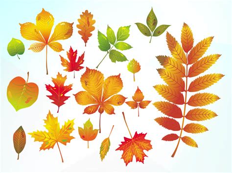 Autumn Vector Leaves Vector Art And Graphics