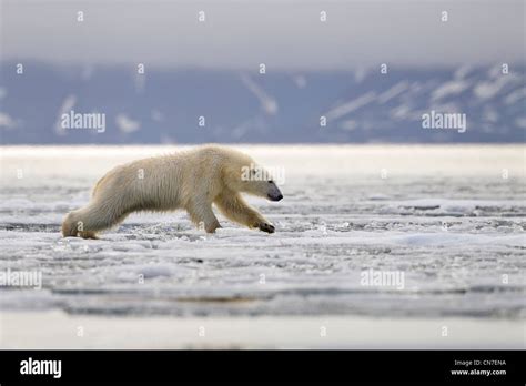 Norway Svalbard Spitsbergen Island Polar Bear Ursus Maritimus