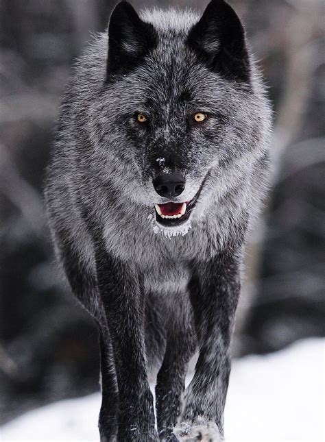 In Pictures Your Wolf Encounters Bbc News