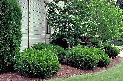 Otto luyken laurel features the same large, glossy leaves and white candles of bloom as the common variety in a compact plant that grows only 3 to 6 feet tall and 6 to 10 feet wide in u.s. otto luyken cherry laurel | Garden Plants | Pinterest ...