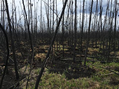 Wildfires In Us Canadian Boreal Forests Could Release Sizable Amount