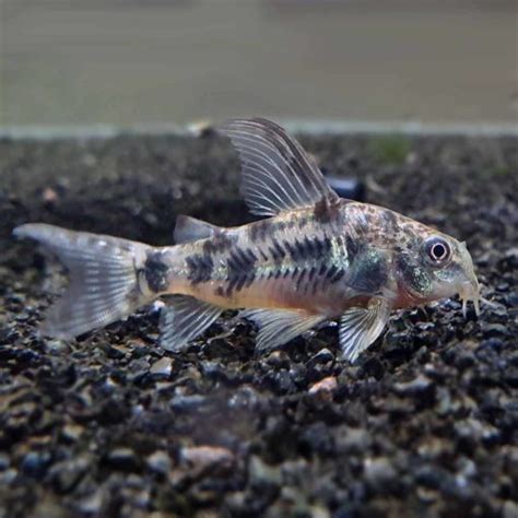 Pepper Cory Corydoras Paleatus Mcmerwe Cape Town South Africa