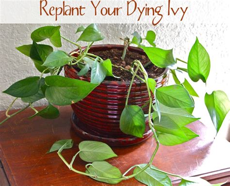 Spring Diy Replant Your Dying Ivy A Cowboys Wife