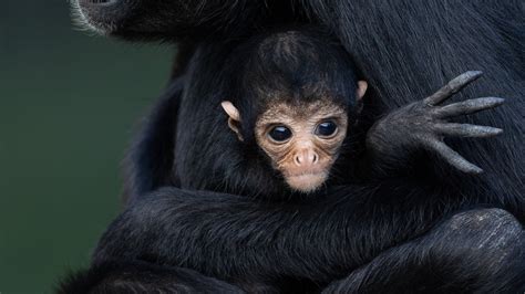 Endangered Black Spider Monkey Born At Fota