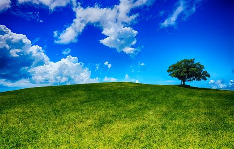 Wallpaper Field The Sky Grass Clouds Landscape Nature Tree Hill