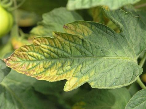 15 Plant Nutrient Deficiencies And How To Treat Naturally With Pictures