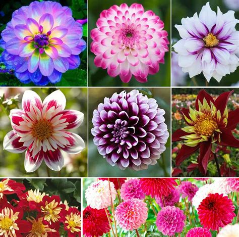 Dahlia Flowers Ubicaciondepersonascdmxgobmx