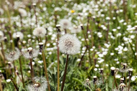 White Dandelion Flowers White Dandelion Dandelion Flower Dandelion