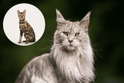 Meet The Bengal Maine Coon Cat Mix Size Traits And More Kritter