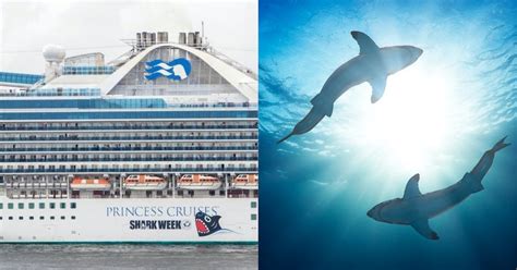 Princess Cruises Shark Week Themed Cruise Collab With Discovery