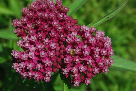 See 25 Native Ohio Perennials For Your Garden Vibrant