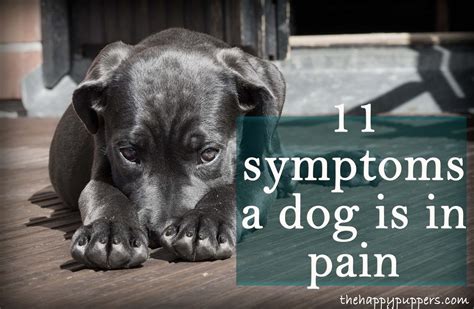 18 Signs A Dog Is In Pain The Happy Puppers