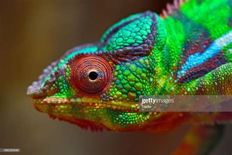 Colorful Panther Chameleon High Res Stock Photo Getty Images