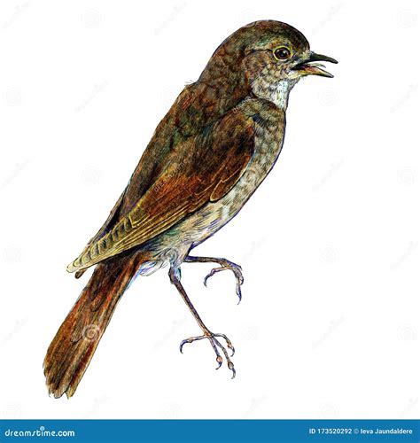Illustration Of Thrush Nightingale Bird Isolated On White Background