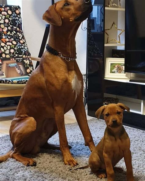 Rhodesian Ridgeback Lab Mix Puppy