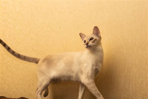 Thaimahal Fantasia Diamond Siamkatze Cinnamon Tabby Point