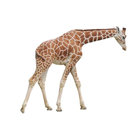 Giraffe Png Transparent Images Png All