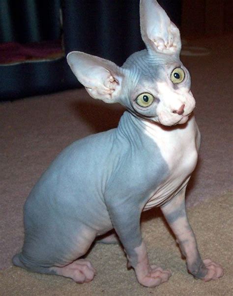 Blue Sphynx Yes Its Actually A Cat Cats Great Home