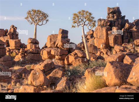 Quiver Tree Forest Keetmanshoop Namibia Africa Stock Photo Alamy