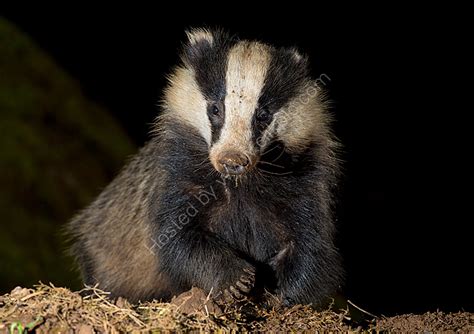 Badger At Night Cate Barrow Photography
