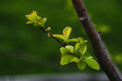 Edit Free Photo Of A New Leaf Flower Apples Bud The Leaves Spring
