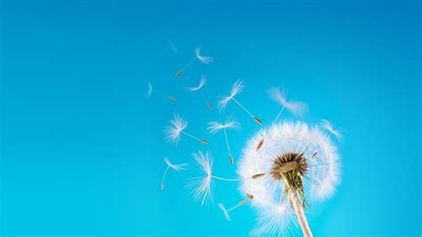 Dandelion Wallpapers High Quality Download Free