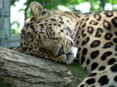 Jacksonville Zoo Announces Birth Of Two Amur Leopards A Critically