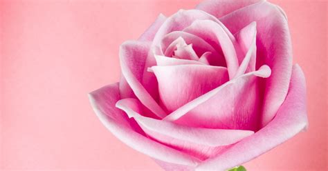 Natural Hd Wallpaper Pink Rose Meaning Pink Roses Pink Rose