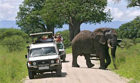 Game Drive In Uganda Uganda Wildlife Safaris Achieve Global Safaris