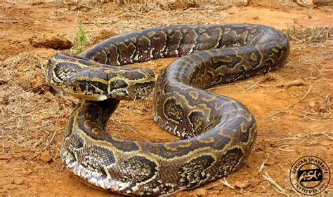 African Rock Python African Snakebite Institute