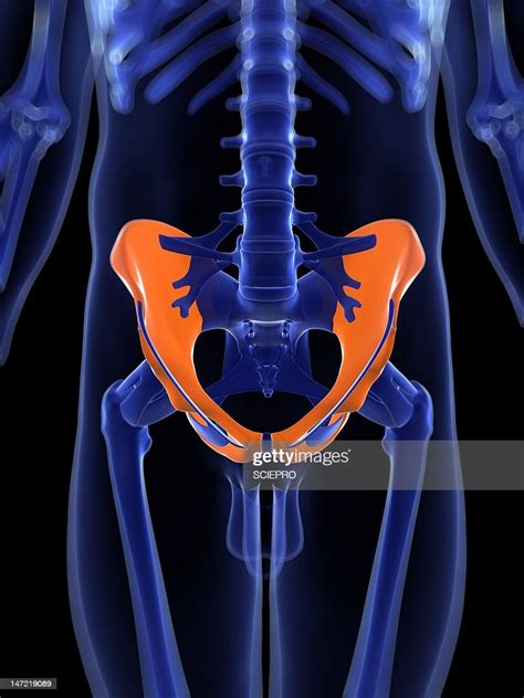 Hip Bones Artwork High Res Vector Graphic Getty Images