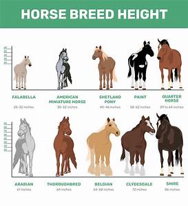 How Big Does A Horse Get Average Weight Growth Chart Pet Keen