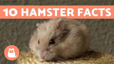 10 Facts About Hamsters Fun And Helpful Info 💖 Youtube