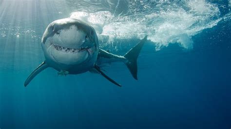 Nine Fin Facts About Sharks In Victoria And Some Terrifying Close