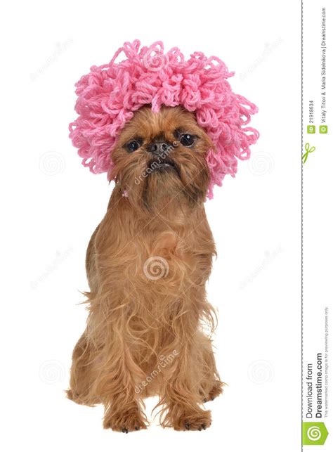 Always remember that evolution isn't purpose driven. Cute Griffon Dog With Pink Curly Wig Stock Images - Image ...