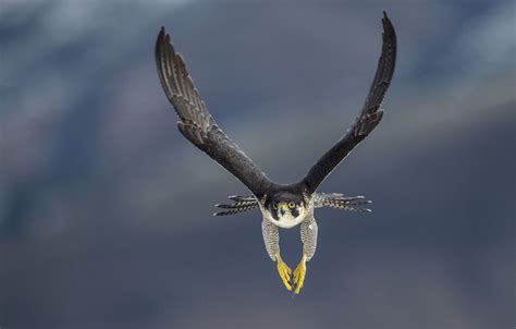 Falcon Bird Wallpapers Top Free Falcon Bird Backgrounds Wallpaperaccess