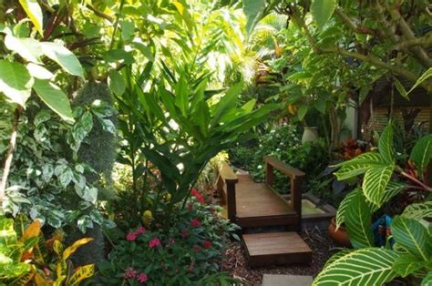 Love Your Garden How To Grow Tropical Plants