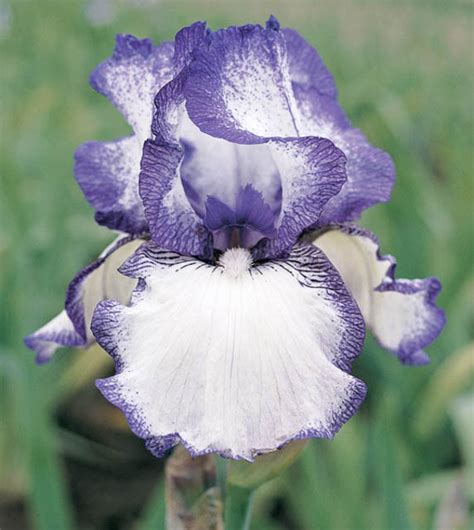 Iris Hemstitched Reblooming Bearded Iris