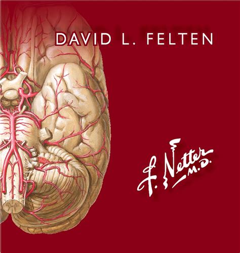 Netter Flashcards De Neurociencia Edition 3 Edited By David L