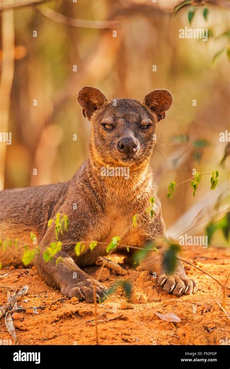 A Portrait Of A Resting Male Fossa In Kirindy National Park Madagascar