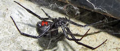 People may find them in grape vineyards, outdoor toilets, or in other sheltered areas where. Black Widow Spider Facts | Pointe Pest Control