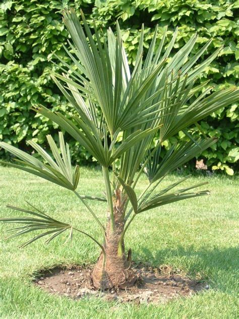 Palmier Comment Planter Cultiver Et Entretenir Des Palmiers