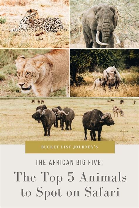 The African Big Five Spotting Safaris Top 5 Animals