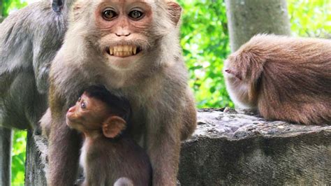 Cute Baby Monkey With Mother Wild Animals Youtube