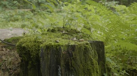 Stump In The Forest Old Tree Stump Covered With Moss Stock Image