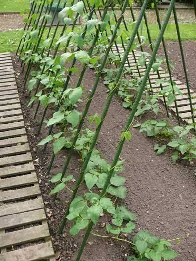 How To Grow Runner Beans Giga Pic Growing Vegetables Diy Herb
