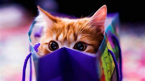 Download Cute Cat Hd Hiding Bag Wallpaper