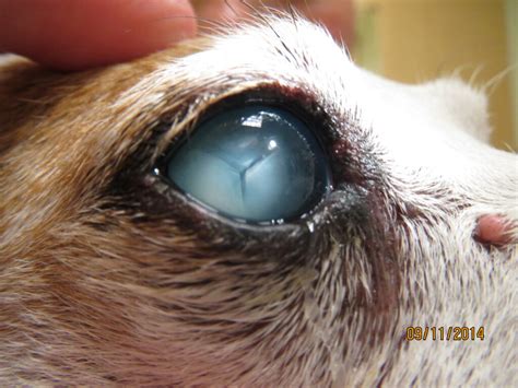 Managing Diabetic Cataracts In Veterinary Medicine With Dr Shelby