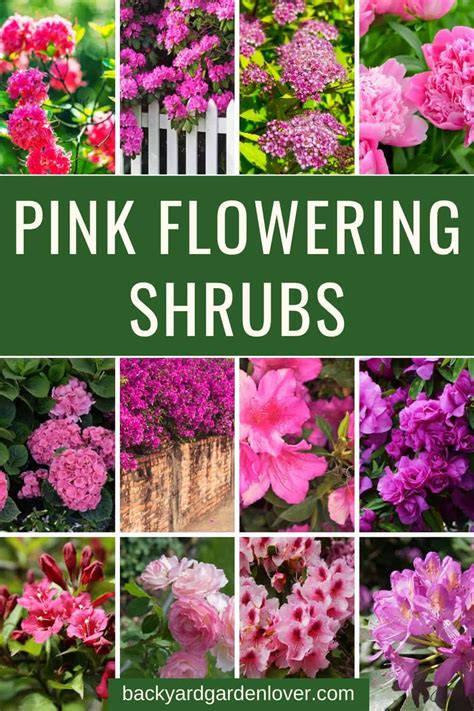 Pink Flowering Shrubs For Any Garden