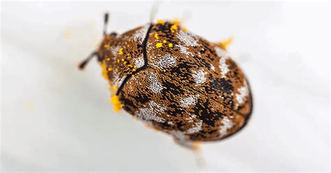 Are Black Carpet Beetles Dangerous To Humans
